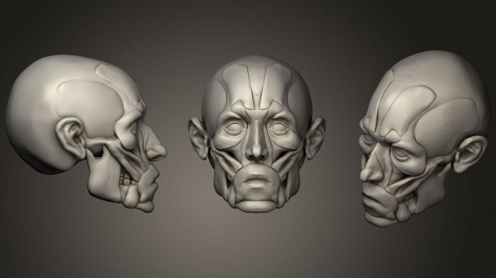Anatomy of skeletons and skulls (ANTM_1189) 3D model for CNC machine